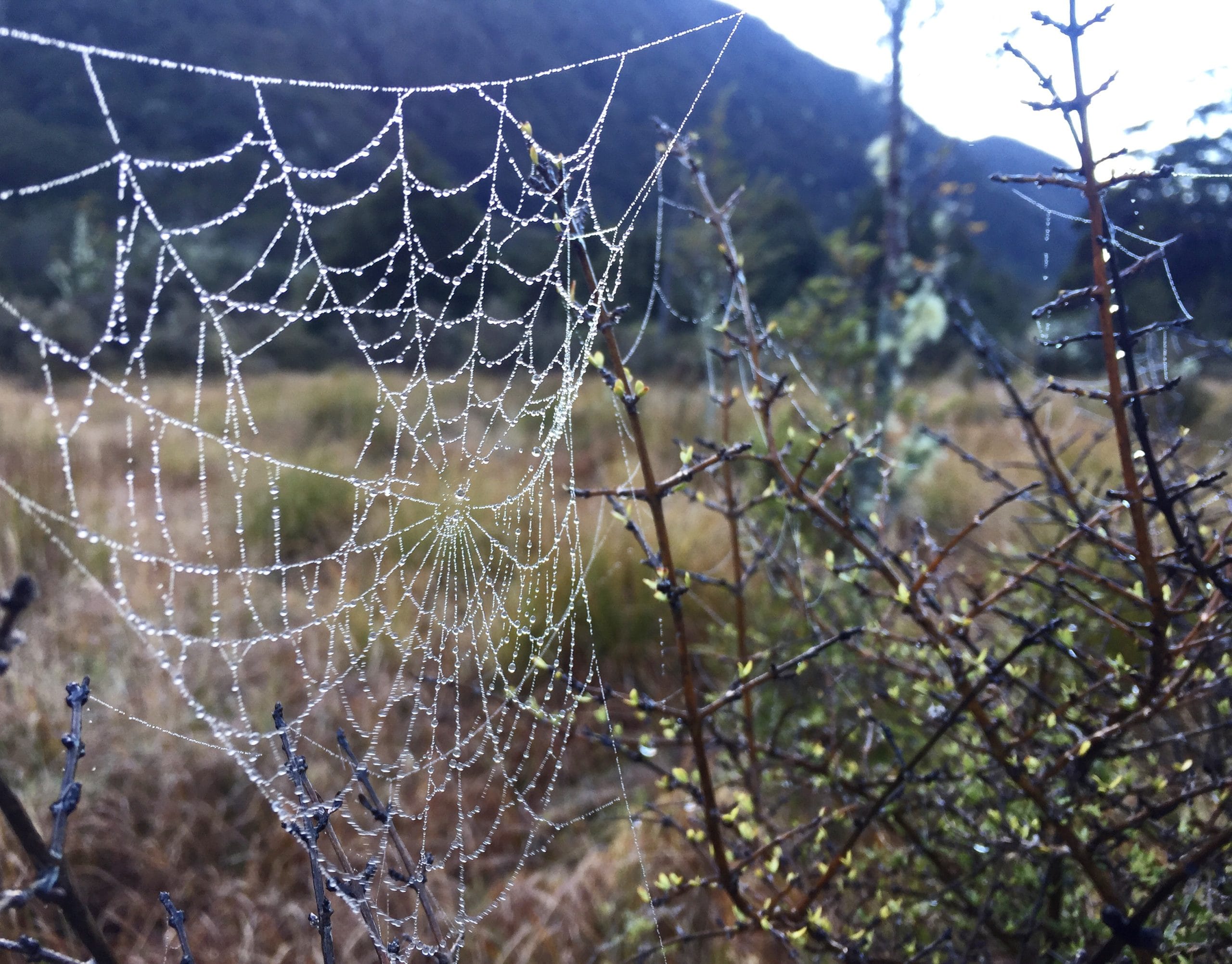 0BFCE028-06D2-4AF2-84A2-48EE20241472 Close up of a spiderweb with dew drops.
