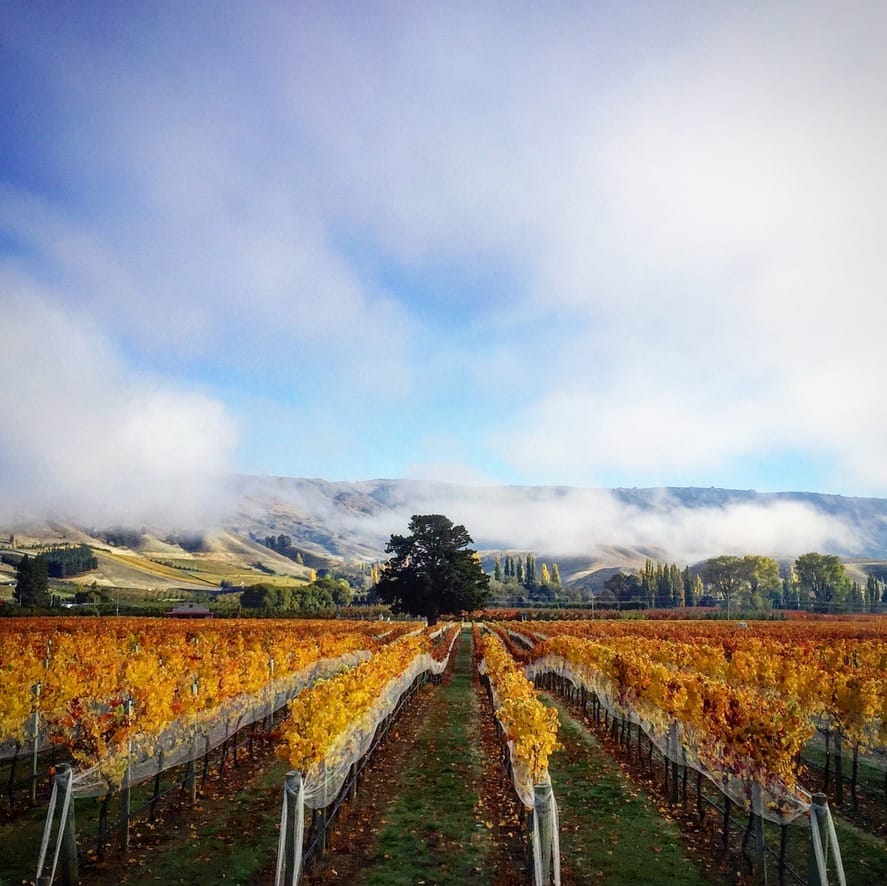 8092856E-353A-4AD5-B3D5-972383BC1915_1_105_c The "Woo-ing Tree" vineyard in New Zealand.
