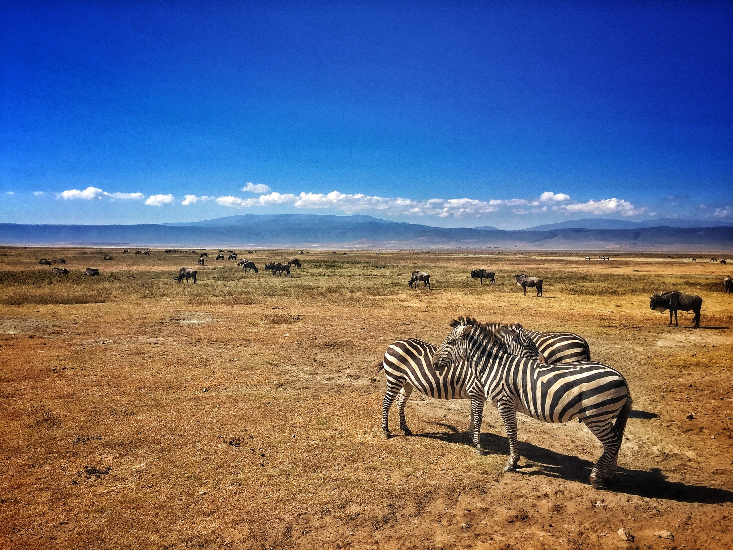 IMG_7224 Tanzania Ngorongoro Crater with zebras and wildebeest.